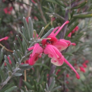 Grevillea lanigera at Conder, ACT - 17 Sep 2021