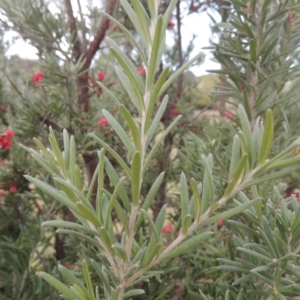 Grevillea lanigera at Conder, ACT - 17 Sep 2021 04:39 PM