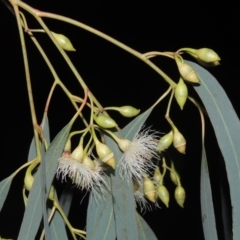 Eucalyptus sideroxylon subsp. sideroxylon (Mugga Ironbark or Red Ironbark) at Calwell, ACT - 16 Sep 2021 by michaelb