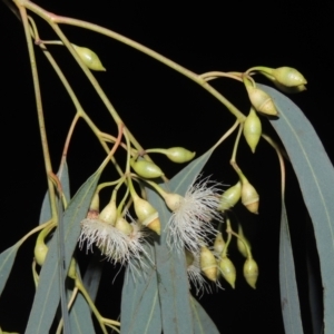 Eucalyptus sideroxylon subsp. sideroxylon at Calwell, ACT - 16 Sep 2021 06:20 PM