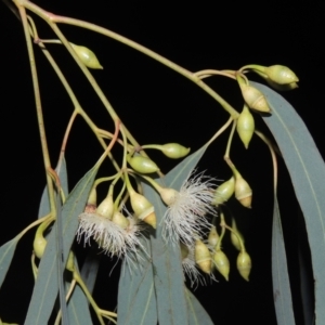Eucalyptus sideroxylon subsp. sideroxylon at Calwell, ACT - 16 Sep 2021