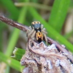 Maratus purcellae (Purcell's peacock spider) at Red Hill Nature Reserve - 10 Oct 2021 by roymcd