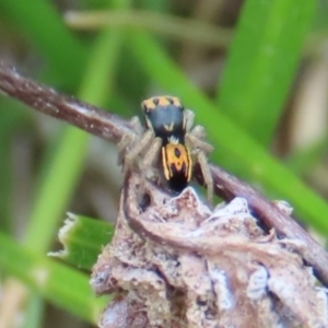 Maratus purcellae at Red Hill, ACT - 10 Oct 2021