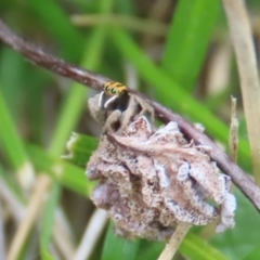 Maratus purcellae at Red Hill, ACT - suppressed