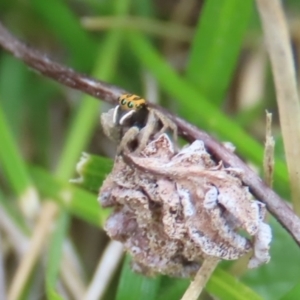 Maratus purcellae at Red Hill, ACT - 10 Oct 2021