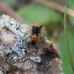 Maratus purcellae at Red Hill, ACT - suppressed