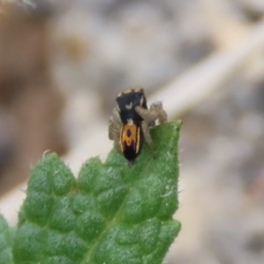 Maratus purcellae at Red Hill, ACT - suppressed