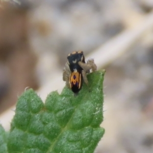 Maratus purcellae at Red Hill, ACT - suppressed