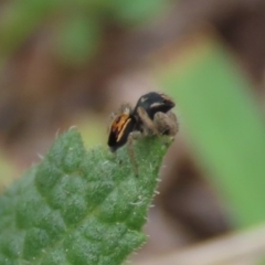 Maratus purcellae at Red Hill, ACT - suppressed