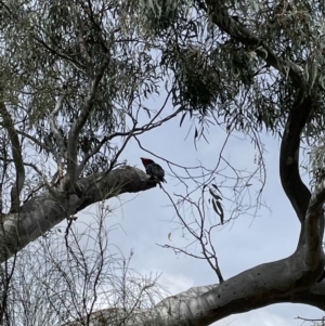 Callocephalon fimbriatum at Hackett, ACT - 11 Oct 2021