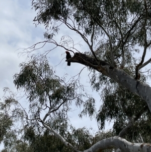 Callocephalon fimbriatum at Hackett, ACT - suppressed