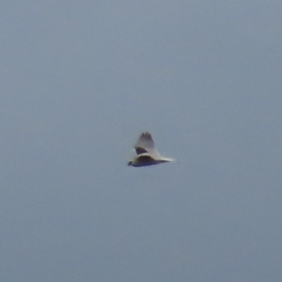 Elanus axillaris (Black-shouldered Kite) at Garran, ACT - 10 Oct 2021 by roymcd