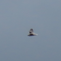 Elanus axillaris (Black-shouldered Kite) at Garran, ACT - 10 Oct 2021 by roymcd