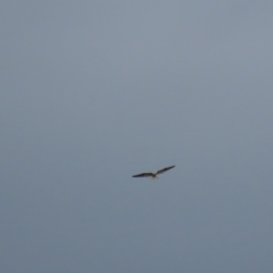 Elanus axillaris at Garran, ACT - 10 Oct 2021