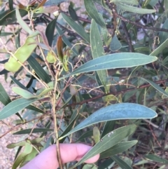 Acacia penninervis var. penninervis at Acton, ACT - 4 Oct 2021 05:14 PM