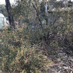 Acacia penninervis var. penninervis at Acton, ACT - 4 Oct 2021 05:14 PM