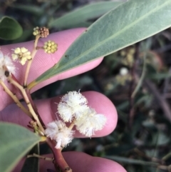 Acacia penninervis var. penninervis at Acton, ACT - 4 Oct 2021