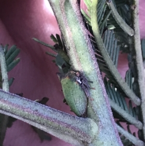 Sextius virescens at Acton, ACT - 4 Oct 2021 05:11 PM