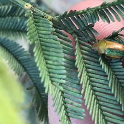 Calomela parilis (Leaf beetle) at Acton, ACT - 4 Oct 2021 by Tapirlord