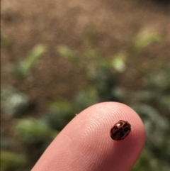 Peltoschema oceanica (Oceanica leaf beetle) at Acton, ACT - 4 Oct 2021 by Tapirlord