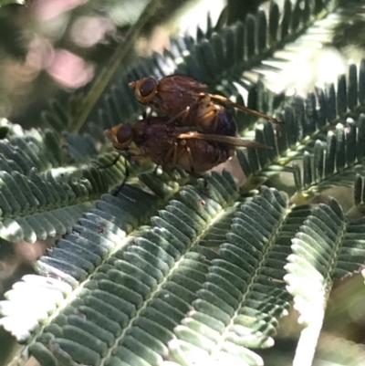 Lauxaniidae (family) (Unidentified lauxaniid fly) at ANBG - 4 Oct 2021 by Tapirlord