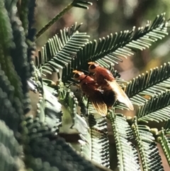 Lauxaniidae (family) at Acton, ACT - 4 Oct 2021 05:00 PM