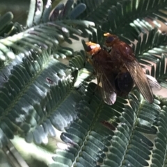 Lauxaniidae (family) at Acton, ACT - 4 Oct 2021 05:00 PM