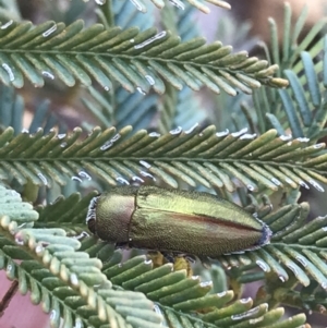 Melobasis propinqua at Acton, ACT - 4 Oct 2021 04:59 PM