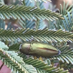 Melobasis propinqua (Propinqua jewel beetle) at Acton, ACT - 4 Oct 2021 by Tapirlord