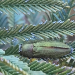 Melobasis propinqua at Acton, ACT - 4 Oct 2021 04:59 PM