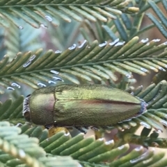 Melobasis propinqua at Acton, ACT - 4 Oct 2021 04:59 PM