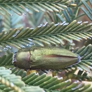 Melobasis propinqua at Acton, ACT - 4 Oct 2021