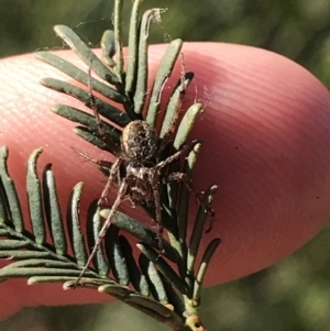 Araneinae (subfamily) at Acton, ACT - 4 Oct 2021 04:59 PM