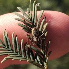 Araneinae (subfamily) at Acton, ACT - 4 Oct 2021