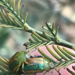 Calomela parilis (Leaf beetle) at Acton, ACT - 4 Oct 2021 by Tapirlord