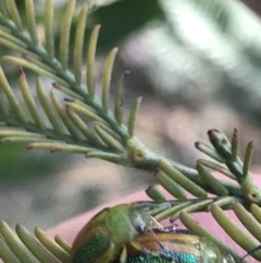 Calomela parilis at Acton, ACT - 4 Oct 2021 04:55 PM