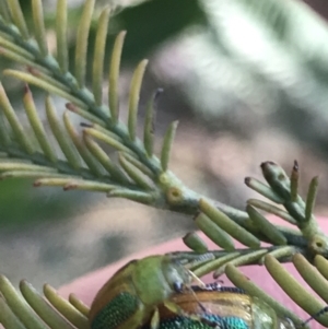 Calomela parilis at Acton, ACT - 4 Oct 2021