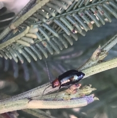 Adoxia benallae (Leaf beetle) at Acton, ACT - 4 Oct 2021 by Tapirlord