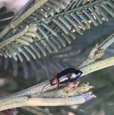 Adoxia benallae (Leaf beetle) at Acton, ACT - 4 Oct 2021 by Tapirlord