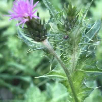 Carduus tenuiflorus (Winged Slender Thistle) at ANBG - 4 Oct 2021 by Tapirlord