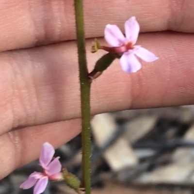 Stylidium graminifolium (Grass Triggerplant) at ANBG - 4 Oct 2021 by Tapirlord