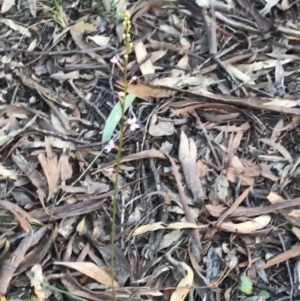 Stylidium graminifolium at Acton, ACT - 4 Oct 2021