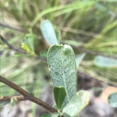 Dodonaea viscosa subsp. cuneata (Wedge-leaved Hop Bush) at Watson, ACT - 4 Oct 2021 by Tapirlord