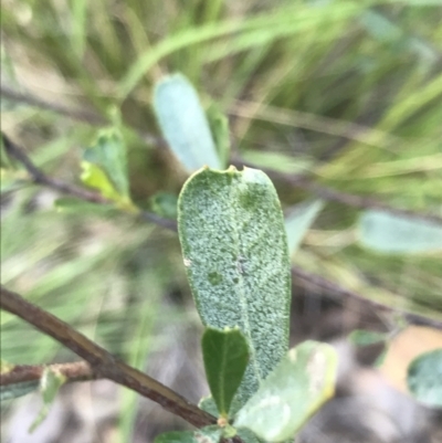 Dodonaea viscosa subsp. cuneata (Wedge-leaved Hop Bush) at Watson, ACT - 4 Oct 2021 by Tapirlord