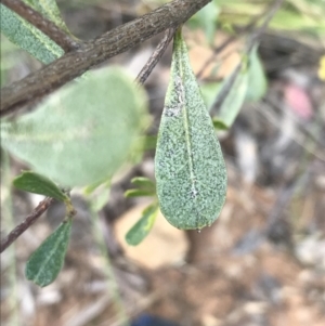 Dodonaea viscosa subsp. cuneata at Watson, ACT - 4 Oct 2021