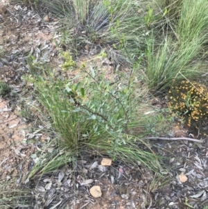 Dodonaea viscosa subsp. cuneata at Watson, ACT - 4 Oct 2021