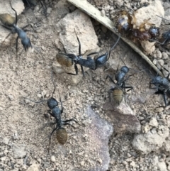 Camponotus aeneopilosus (A Golden-tailed sugar ant) at ANBG - 4 Oct 2021 by Tapirlord