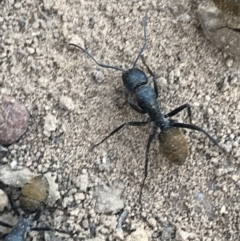 Camponotus aeneopilosus at Watson, ACT - 4 Oct 2021