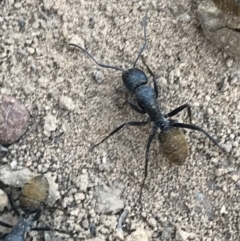 Camponotus aeneopilosus at Watson, ACT - 4 Oct 2021 04:48 PM