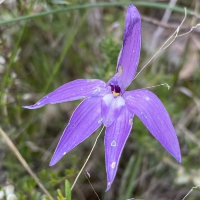 Glossodia major (Wax Lip Orchid) at Conder, ACT - 11 Oct 2021 by Shazw